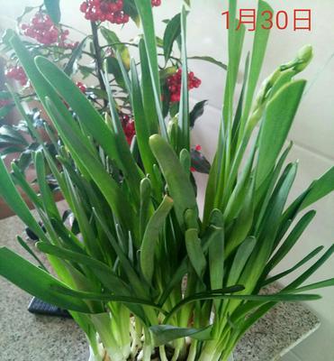 水仙花盛放，春意融融（唤醒内心的希望与美丽）