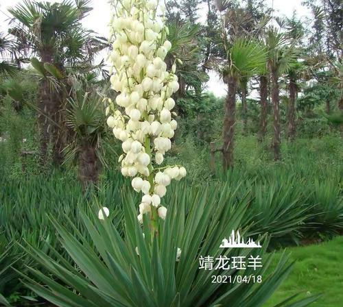 丝兰花的寓意与花语（揭示丝兰花独特的寓意及传达的花语）