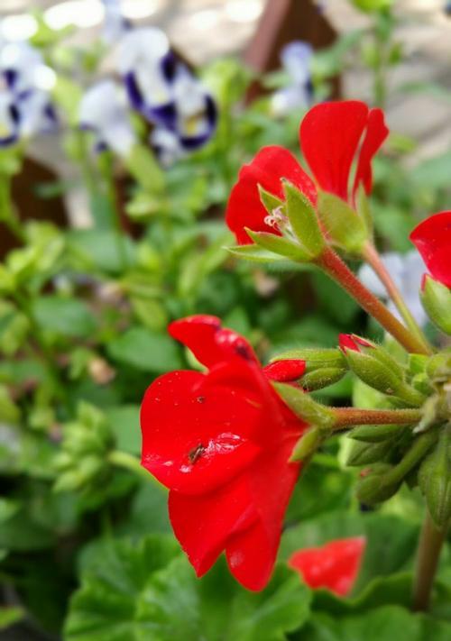 四季海棠花语的美丽传说（四季海棠花的花语解析及文化内涵）