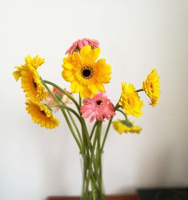 以太阳花的特性与花语（探索以太阳花的生长特点和传达的意义）