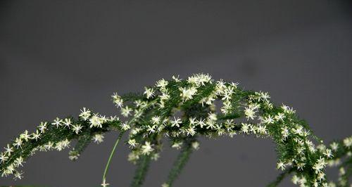 文竹开花代表的含义与象征（揭示文竹开花背后的传统文化与美好寓意）