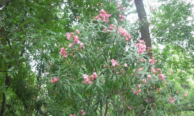 夹竹桃的种植与养护（在院子里种植夹竹桃）