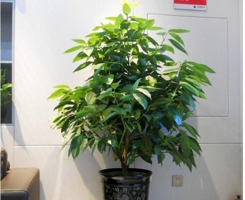 家具店装饰有妙招，植物招财带福（从摆设植物开始）