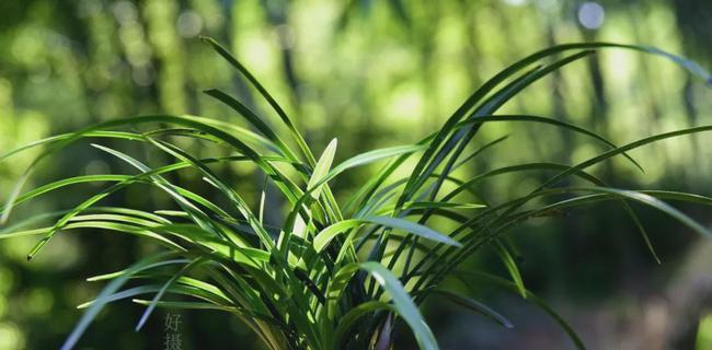 家里种兰花，让生活更美好（简单实用的兰花种植方法）