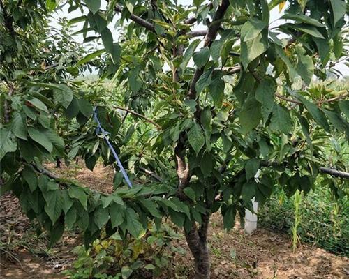 在家种植李子树，你需要知道的事情（如何在家里种植健康的李子树）