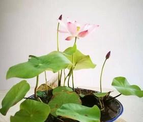 家里种莲花，美景盎然（如何在家中种植莲花）