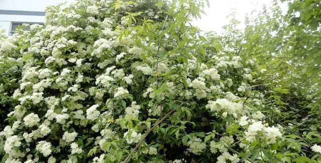 家里种木香花的好处（从美化环境到改善健康）