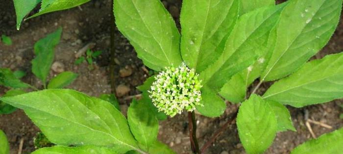 家庭种植人参，赚钱又保健（从家庭菜园到药材市场）