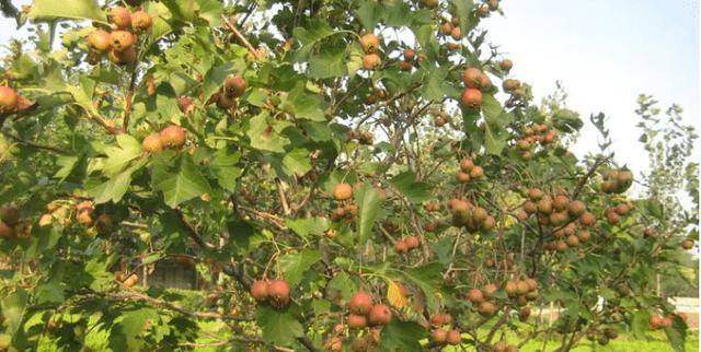 家里也能种山楂树（在家中种植山楂树）