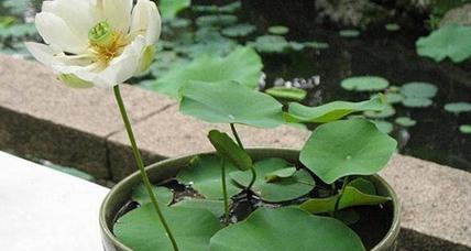 家庭园艺（在家里也能欣赏美丽的睡莲花）