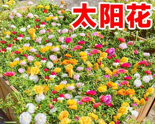 在家种向日葵花，打造小清新花园（从选种、播种到养护）