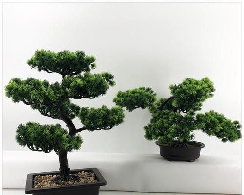 家里可以种迎客松吗（了解迎客松的种植和养护技巧）