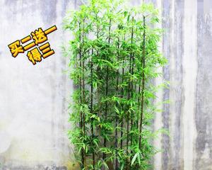 家里可以种竹子吗（适合家庭种植的竹子品种与注意事项）