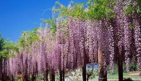 家里也能种紫藤花，美化生活空间（掌握种植技巧）