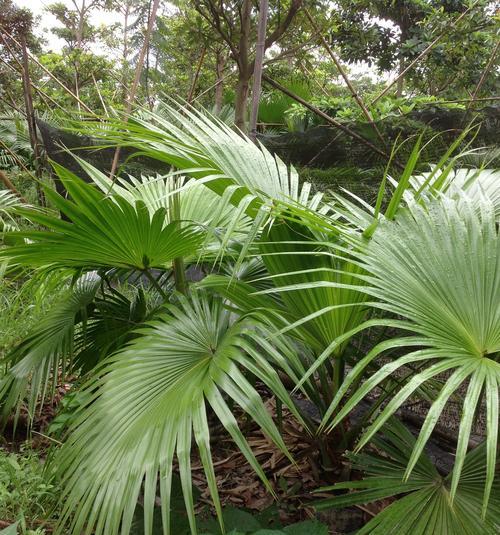 家里种植棕榈树的方法和技巧（家庭绿化）