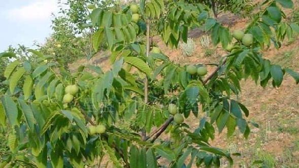 家庭种植核桃树的实现与方法（种植核桃）