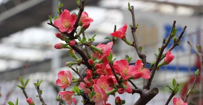 在家也能种出美丽的梅花（教你从选梅苗到养护技巧）