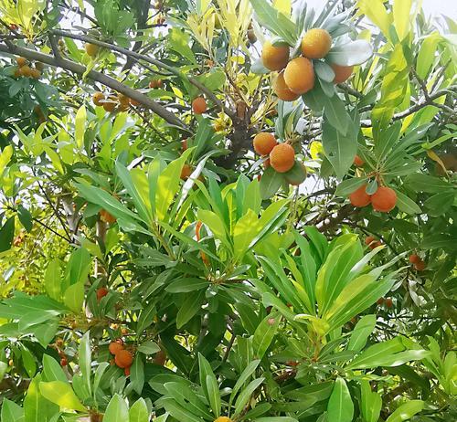 家庭种植杨梅树，您可行吗（从种植到收获）