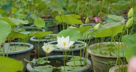 家里不能养莲花的原因（保护环境与爱护植物）