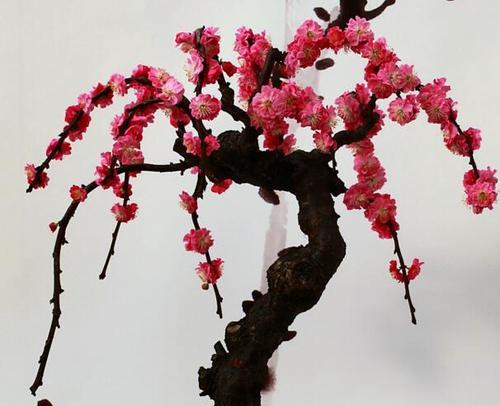 家里不适合养梅花的原因（探讨室内种植梅花的问题）