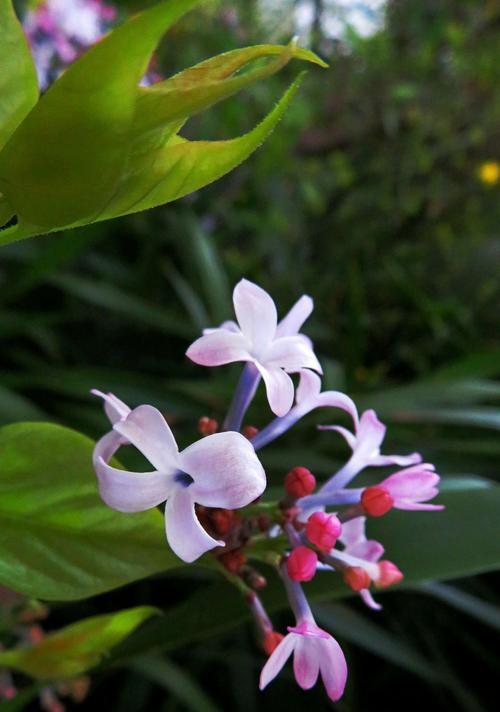 家里养丁香花的风水好处（丁香花的五种意义和养护技巧）