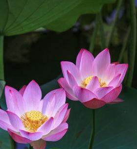 家里养荷花的好处与禁忌（让荷花为您的家居风水加分）