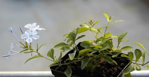 家里养蓝雪花，让财运旺旺来（如何用蓝雪花提升家庭风水）