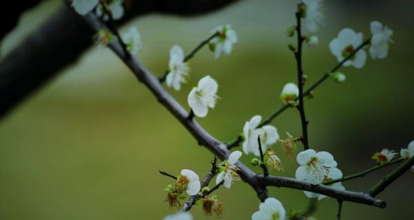 家里养梅花的风水好处（招财旺家）