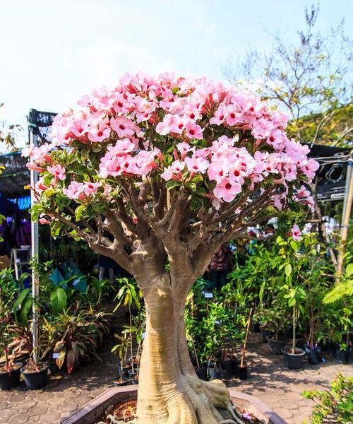 家里养沙漠玫瑰，让风水更好（如何在家里种植沙漠玫瑰）