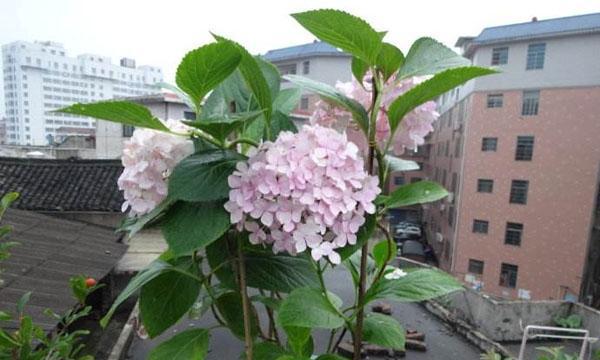 家里养绣球花的风水好处（室内装饰的理想选择）