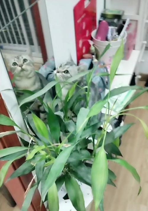 家里有猫的花卉养护指南（选择适合家里有猫的花卉）