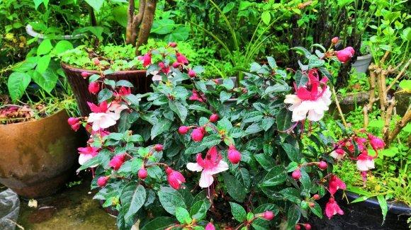 种灯笼花，招财进宝（家居风水吉祥植物）