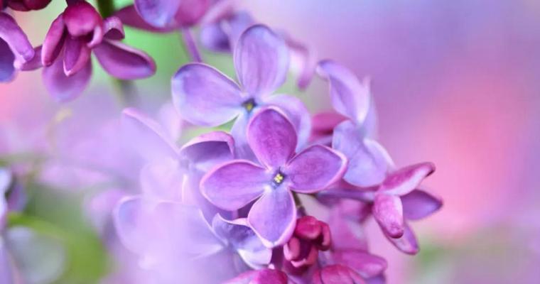 家里种丁香花的风水福利（丁香花的花语）