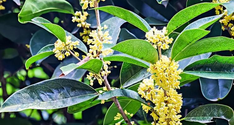 家里种桂花树，旺财旺福（桂花树的风水与家居之美）