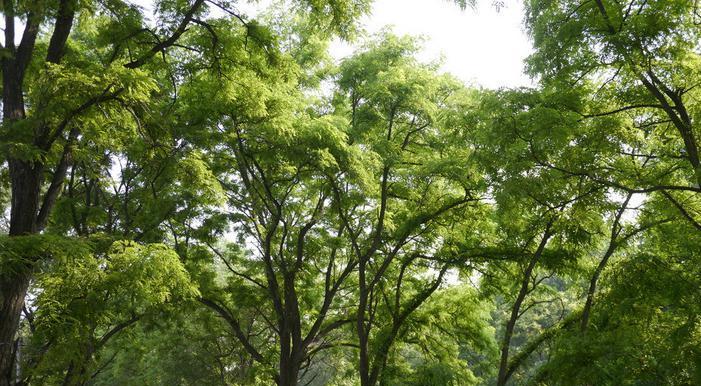 种槐树的风水之道（家中种植槐树）