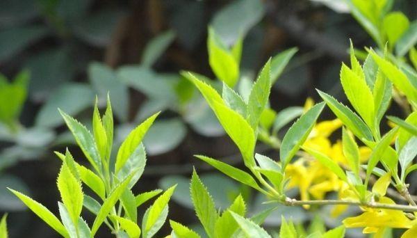 家里种连翘风水如何影响居家生活（种植连翘花是家居风水的一大宝藏）