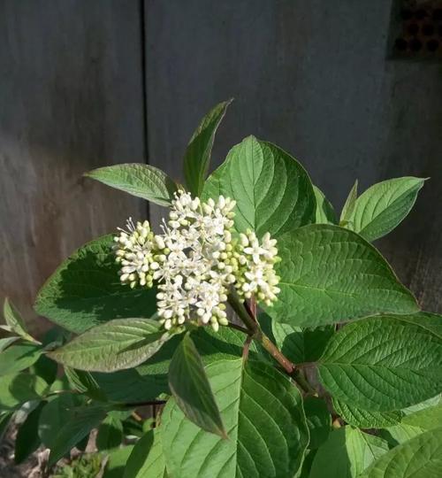 家里种树莓风水好不好（探究家里种树莓的风水）