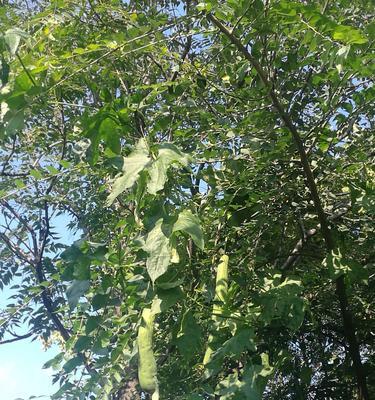 家里种丝瓜，风水如何（探讨家居种植丝瓜与风水之间的关系）