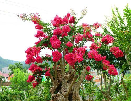 种紫薇树，让家居风水大加提升（家居风水宝藏）