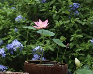 莲花开花时间解密（探秘家养莲花的开花季节与月份）