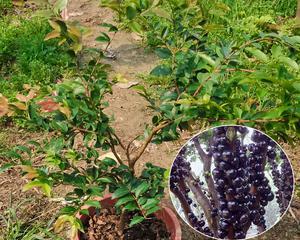 室内种植嘉宝果的技巧与注意事项（种植嘉宝果需要注意哪些问题）