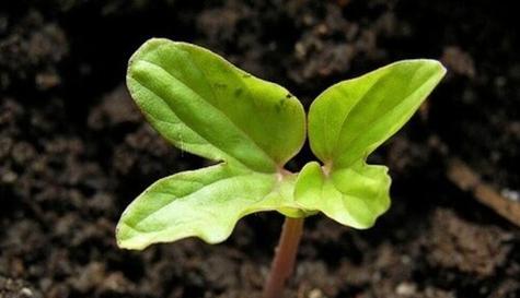 嘉花一号播种时间详解（掌握嘉花一号播种季节）