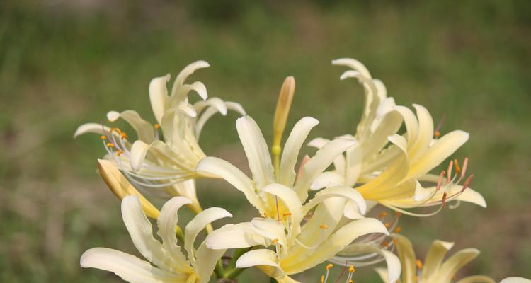 嘉兴市花——桂花（揭秘嘉兴市花桂花的魅力与价值）