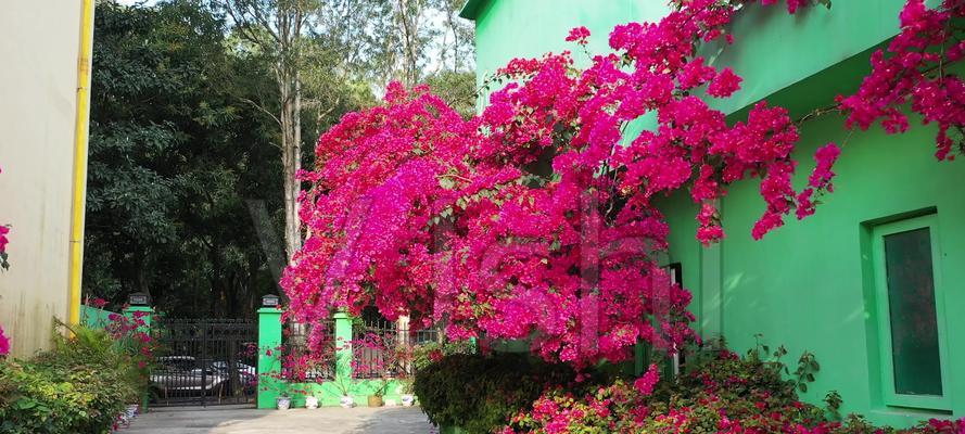 江门市花——勒杜鹃的花语寓意（探寻江门市花的寓意和文化价值）