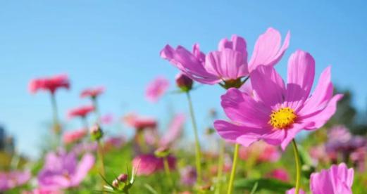 格桑花花语与含义（格桑花的花语意义及文化象征）