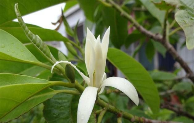 含笑花风水（解读含笑花在风水学中的神奇力量）