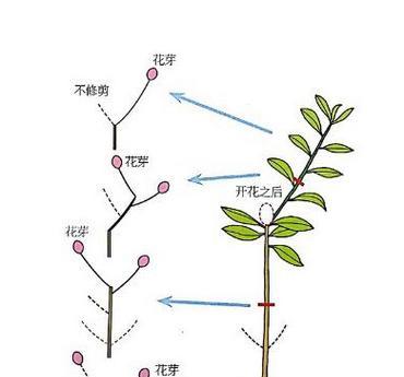 角堇修剪技巧详解（打造优美树形、促进生长健康）