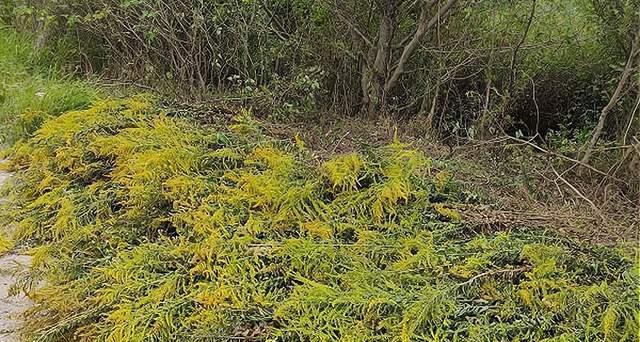 节节草和麻黄草的区别（探究两种植物的特征和功效）