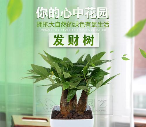 掌握节节高浇水时间与正确方法（打造健康优美的绿植生长环境）