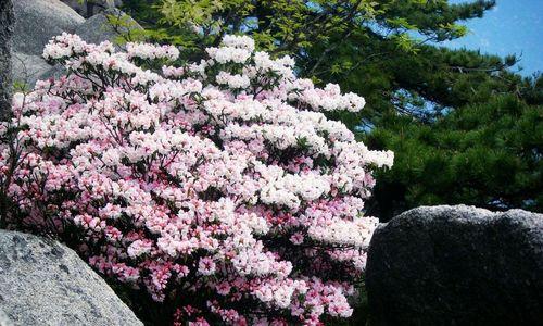 黄山的市花——杜鹃花的象征与意义（揭秘黄山杜鹃花的美丽内涵）